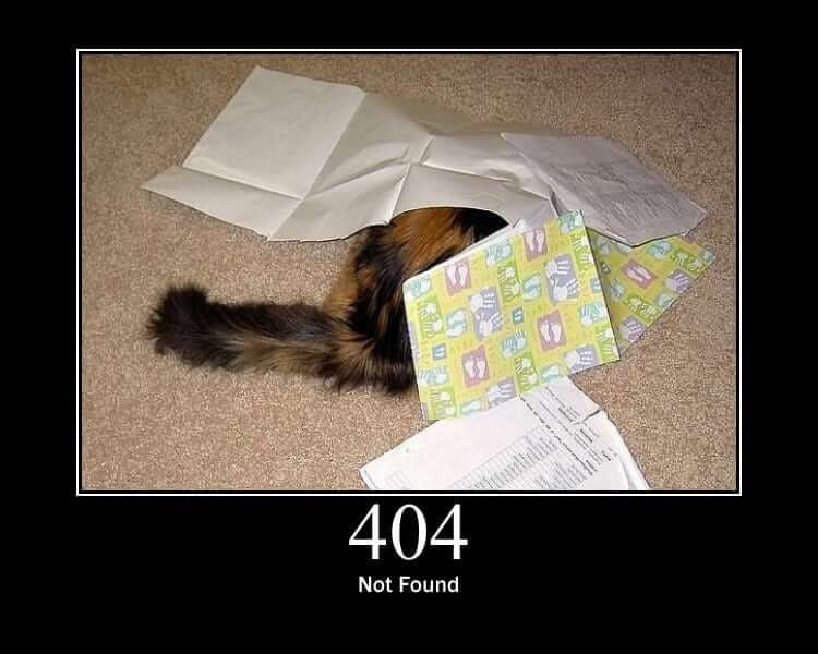 Not found cat